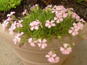 Saponaria x oliviana
